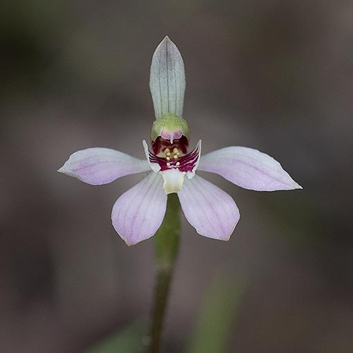 Caladenia vulgaris, Summer Fingers, Tasmania