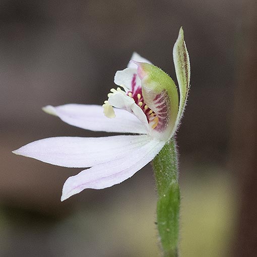 Caladenia vulgaris, Summer Fingers, Tasmania