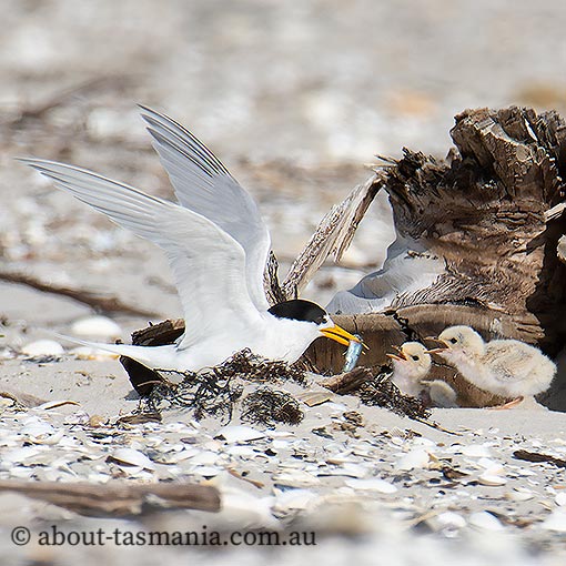 Fairy tern, Sterna nereis, Tasmania