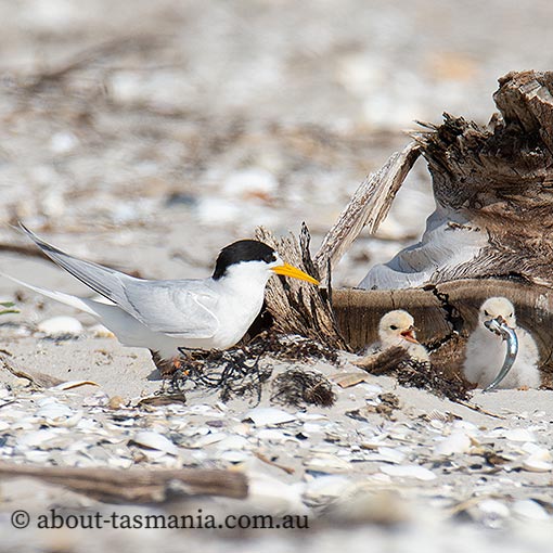 Fairy tern, Sterna nereis, Tasmania