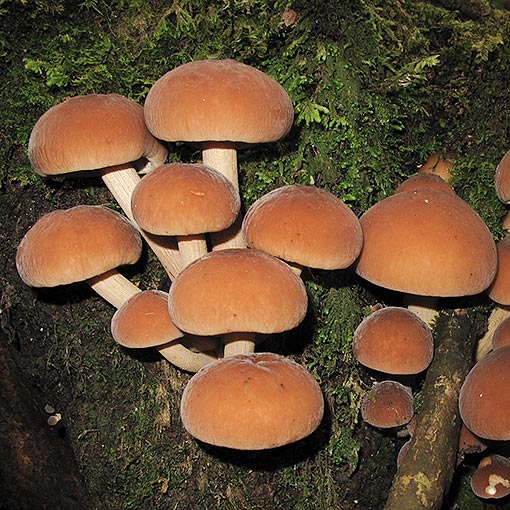 Cyclocybe parasitica, Agrocybe parasitica, fungi, Tasmania