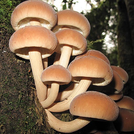 Cyclocybe parasitica, Agrocybe parasitica, fungi, Tasmania