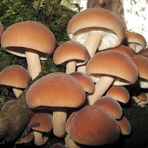 Cyclocybe parasitica, Agrocybe parasitica, fungi, Tasmania