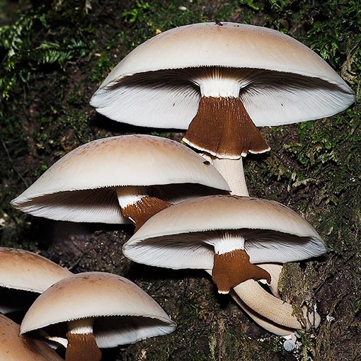 Cyclocybe parasitica, Agrocybe parasitica, fungi, Tasmania