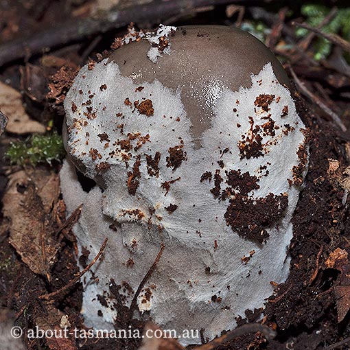 Amanita cheelii, Amanita punctata, fungi, Tasmania