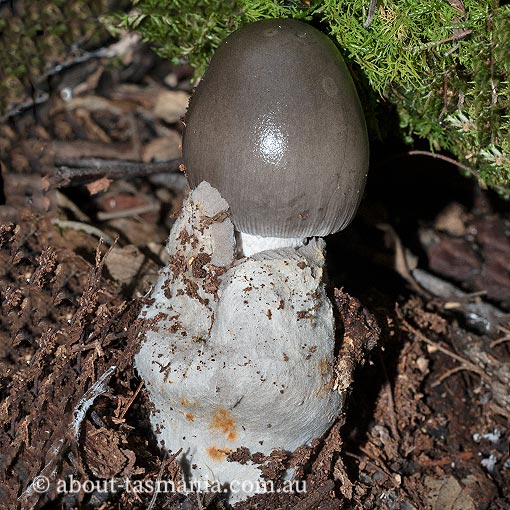 Amanita cheelii, Amanita punctata, fungi, Tasmania