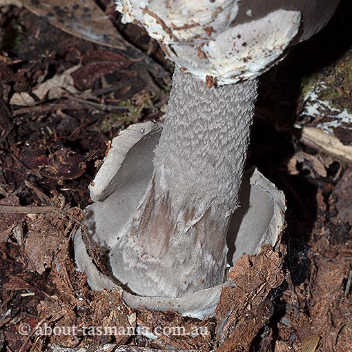 Amanita cheelii, Amanita punctata, fungi, Tasmania