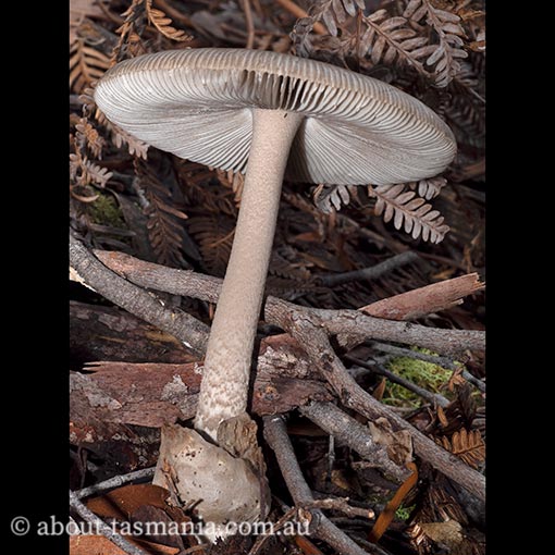 Amanita cheelii, Amanita punctata, fungi, Tasmania