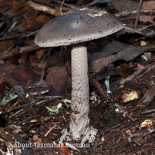 Amanita cheelii, Amanita punctata, fungi, Tasmania