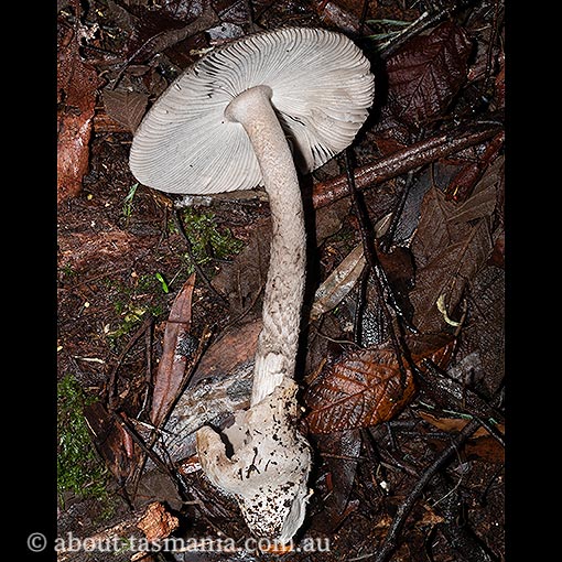 Amanita cheelii, Amanita punctata, fungi, Tasmania