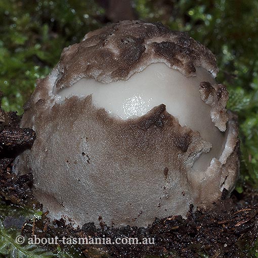 Amanita cheelii, Amanita punctata, fungi, Tasmania