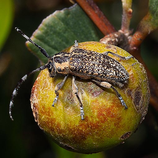Ancita-sp Ancita sp., beetle, Tasmania