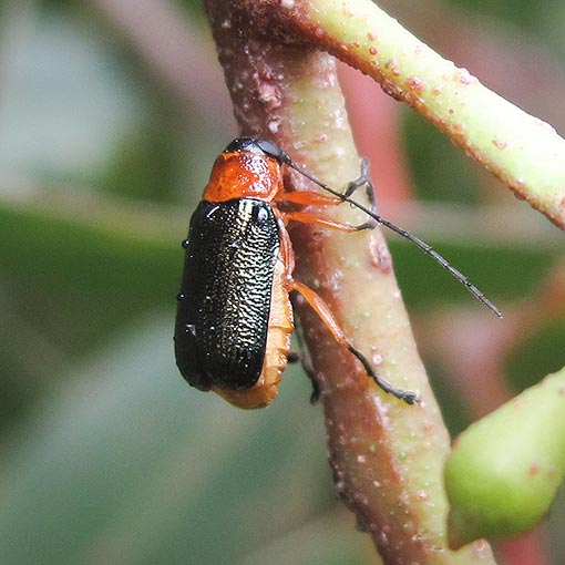 Aporocera viridipennis | About Tasmania