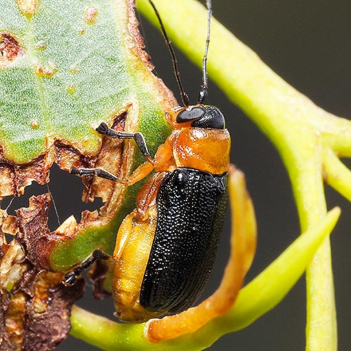Aporocera viridipennis, leaf beetle, Chrysomelidae, Tasmania