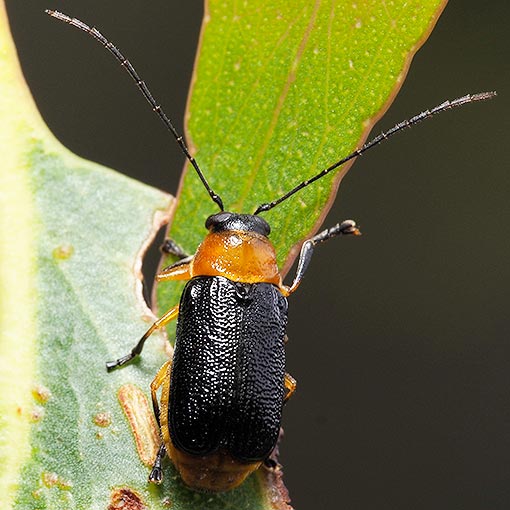 Aporocera viridipennis, leaf beetle, Chrysomelidae, Tasmania