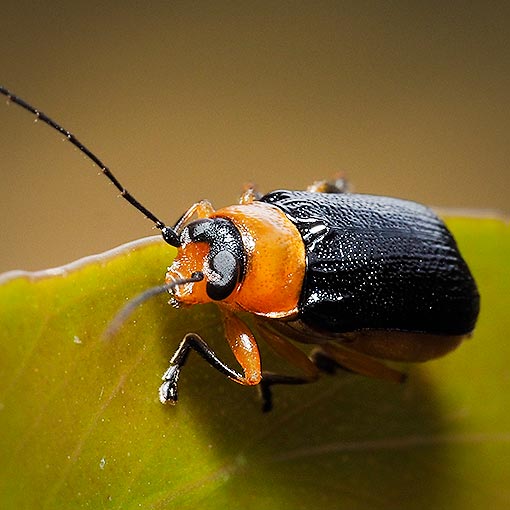 Aporocera viridipennis, leaf beetle, Chrysomelidae, Tasmania