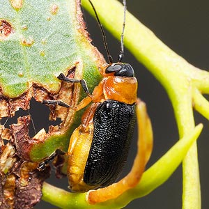 Aporocera viridipennis