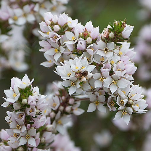 Boronia pilosa, Tasmania
