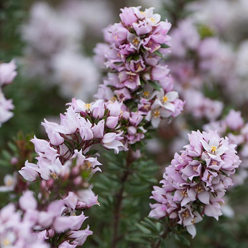 Boronia pilosa, Tasmania