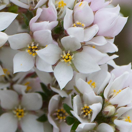 Boronia pilosa, Tasmania