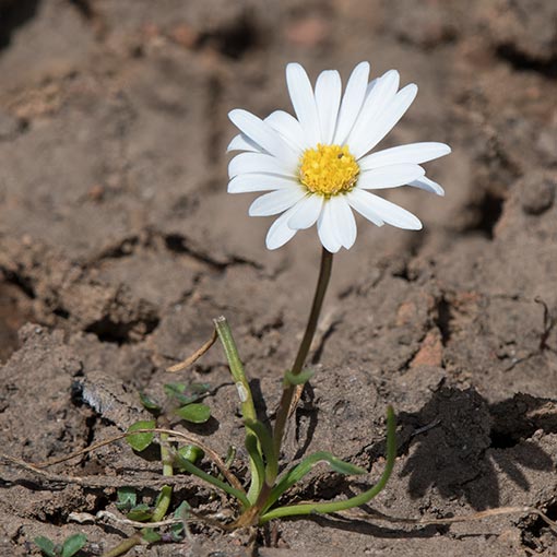 Brachyscome radicans, marsh daisy, Tasmania