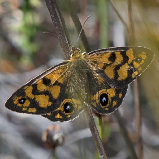 Bright-eyed brown, Heteronympha cordace, butterfly, Tasmania