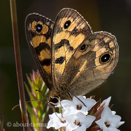 Bright-eyed brown, Heteronympha cordace, butterfly, Tasmania