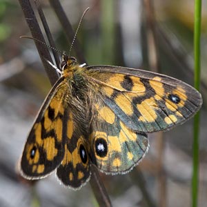 Bright-eyed brown