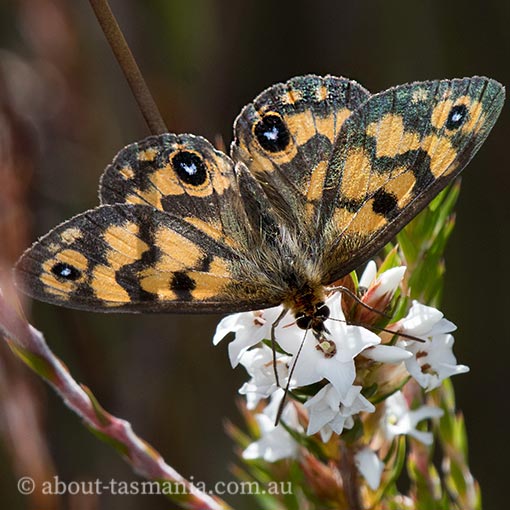 Bright-eyed brown, Heteronympha cordace, butterfly, Tasmania