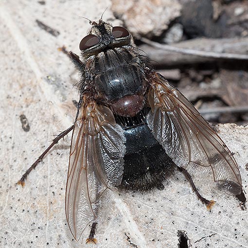 Calliphora sp.,<br />
Calliphoridae, fly, Tasmania