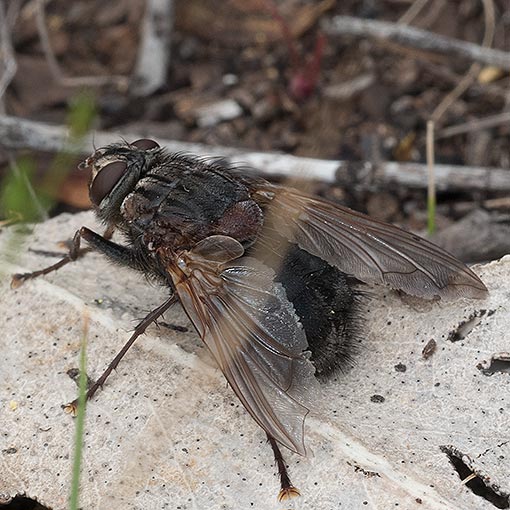 Calliphora sp., Calliphoridae, fly, Tasmania