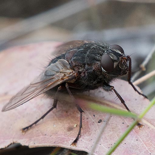 Calliphora sp., Calliphoridae, fly, Tasmania