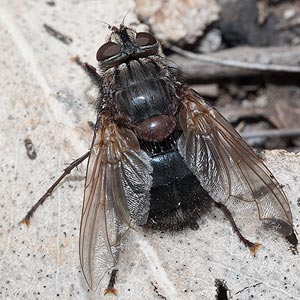 Calliphora sp.