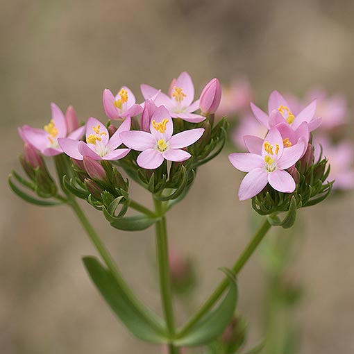 Common Centaury, Centaurium erythraea, Tasmania, flora