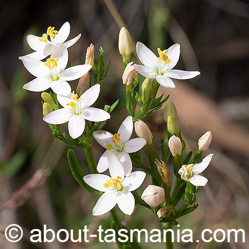 Common Centaury, Centaurium erythraea, Tasmania, flora