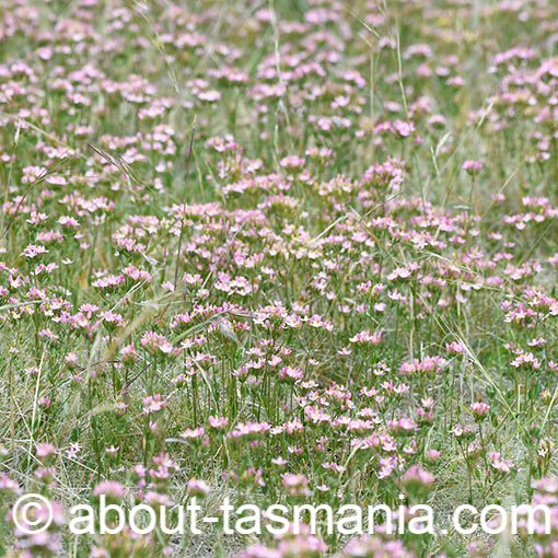 Common Centaury, Centaurium erythraea, Tasmania, flora