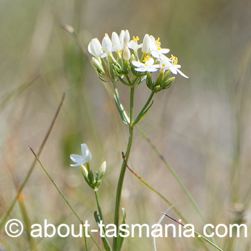 Common Centaury, Centaurium erythraea, Tasmania, flora