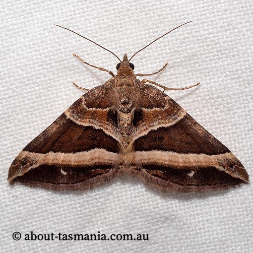 Broad-banded Carpet, Chrysolarentia conifasciata, Geometridae, Tasmania, moth