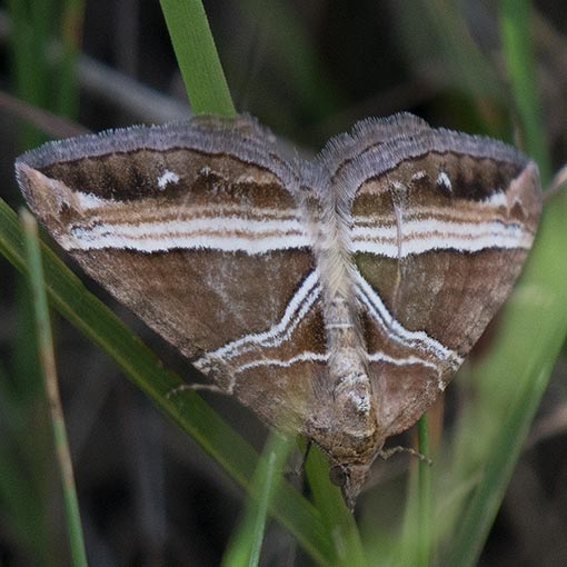 Broad-banded Carpet, Chrysolarentia conifasciata, Geometridae, Tasmania, moth