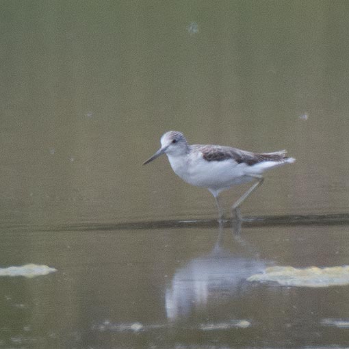 Common Greenshank, Tringa nebularia