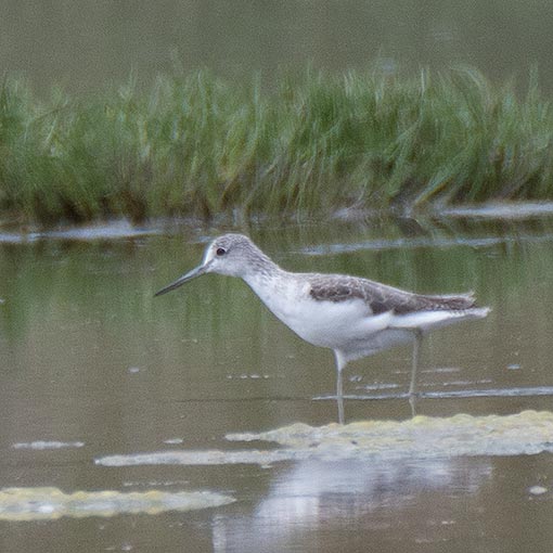 Common Greenshank, Tringa nebularia