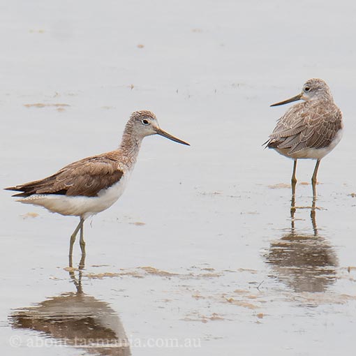 Common Greenshank, Tringa nebularia Tasmania