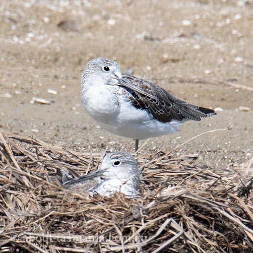 Common Greenshank, Tringa nebularia Tasmania