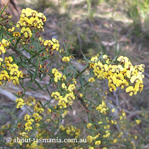 Daviesia ulicifolia, native gorse, Tasmania