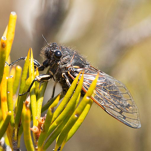 Diemeniana hirsuta, Cicadidae, Tasmania