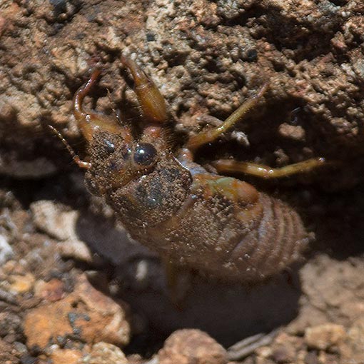 Diemeniana hirsuta, Cicadidae, Tasmania