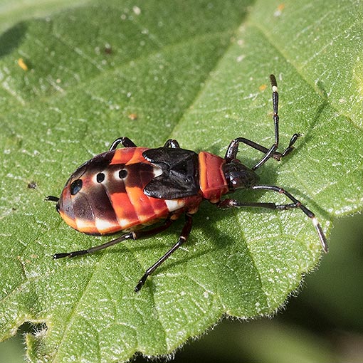 Harlequin Bugs, Dindymus versicolor, Pyrrhocoridae, Tasmania