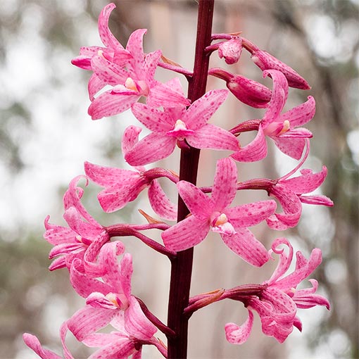 Dipodeum roseum, Hyacinth Orchid, Tasmania