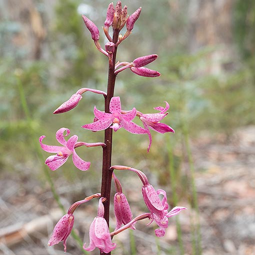 Dipodeum roseum, Hyacinth Orchid, Tasmania