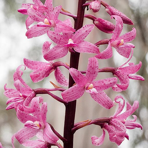 Dipodeum roseum, Hyacinth Orchid, Tasmania